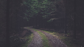 forest, Dirt road, Pine trees, Faded, Pine cones / and Mobile Backgrounds HD wallpaper