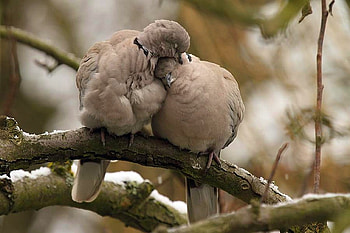 Sleeping Birds, cool, birds, sleeping HD wallpaper