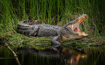 Alligator , Majestic creature, Reptile beauty, Nature's wonders HD wallpaper