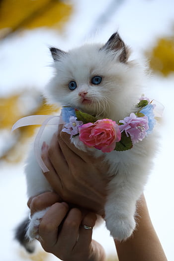 Cute fluffy white kitten with blue eyes, held in hand, adorned with floral collar outdoors. HD phone wallpaper