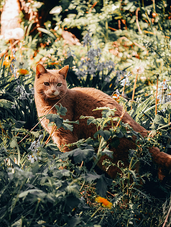 Animals, Grass, Cat, Pet HD phone wallpaper
