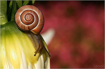 snail, animal, nature HD wallpaper