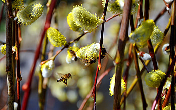 Insects, Bees HD wallpaper