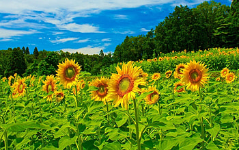 Sunflowers, sunny, sky, nature, sun HD wallpaper