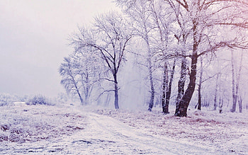 Winter, Nature, Trees, Snow, Forest HD wallpaper