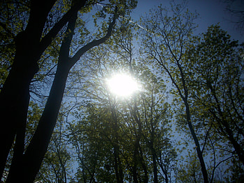 Sun, heaven, sky, forest, cloud, tree HD wallpaper