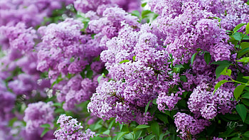 Spring Best, lavender, lilacs, flowers, fragrant, blooms, spring HD wallpaper