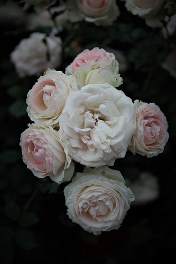 Rose, white and light pink, branches, flowers HD phone wallpaper