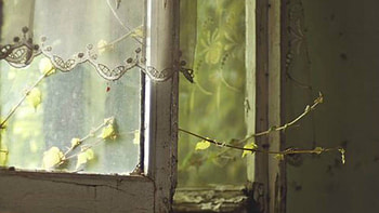 old window, grass, old, nature, window HD wallpaper