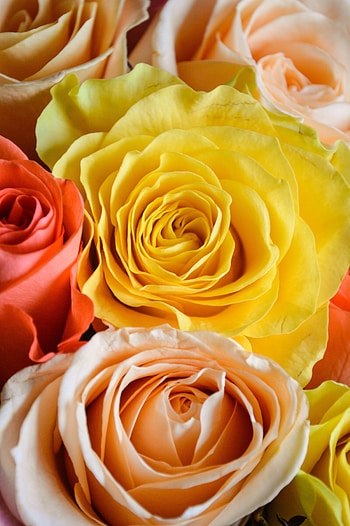 Roses, bouquet, flowers HD phone wallpaper