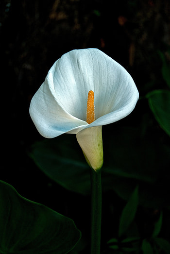 Flowers, Flower, Dark, Bloom, Flowering, Calla, White-Breaker, Lily HD phone wallpaper