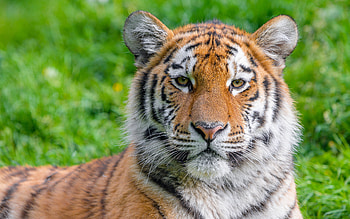 Siberian Tiger, animal, cat, tiger, siberian HD wallpaper