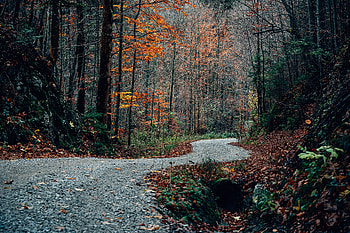 Nature, Trees, Autumn, Road, Turn HD wallpaper