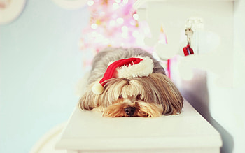 Animals, Dog, Puppy, Cap, Sleep, Dream, Terrier HD wallpaper