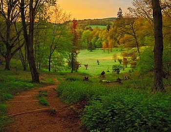 Going Down to the Open Field, steps, trees, hedges, ground HD wallpaper
