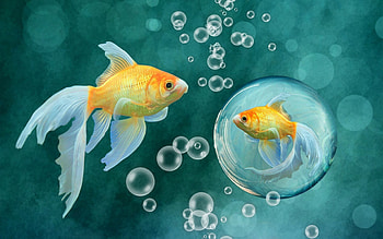Gold Fish, Nature, , Backgrounds HD wallpaper