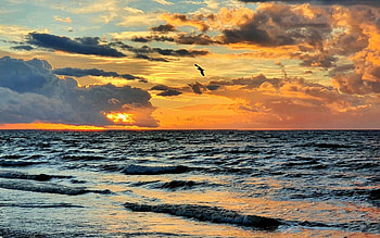 Seagull's Flight, flight, clouds, sea, seagull, Latvia HD wallpaper