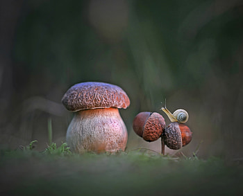 :), brown, acorn, autumn, nature, forest, toamna, melc, snail HD wallpaper