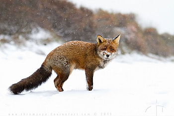 Snow fox, sweet, winter, predatots, , cute, wild, fox, red fox, wildlife, animals, snow, nature HD wallpaper