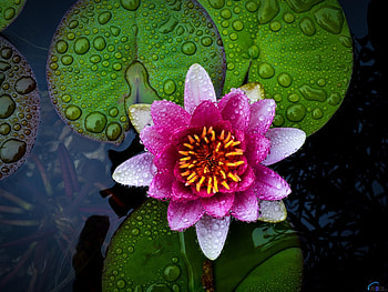 Pink Lotus, pink, flower, leaf, nature, water, lotus HD wallpaper