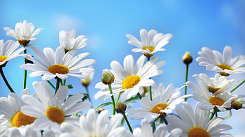 Daisy gallery, Floral wonders, Enchanting daisies, Nature's art HD wallpaper