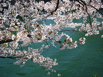 Landscape, Flowers, Rivers HD wallpaper