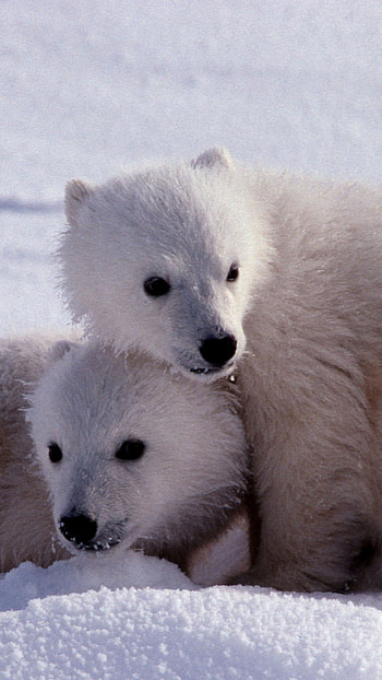 Cute charm, Adorable polar, delight, Playful beauty HD phone wallpaper