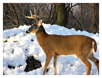 White Tail Buck in Snow, animals, snow, doe, nature, buck HD wallpaper
