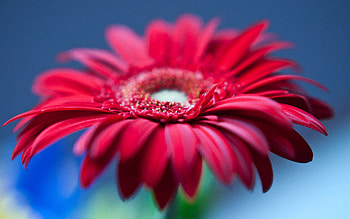 Background, Flower, Macro, Bright, Petals HD wallpaper