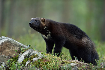 Extremely rare wolverine, Wolverine, Caught in Utah, Animals wild HD wallpaper