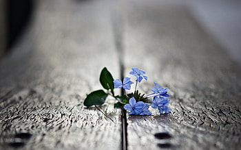 Flowers, Macro, Wood, Wooden, Surface, Mini HD wallpaper
