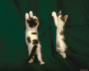 Clawing cats., kitten, cat, curtain, green HD wallpaper