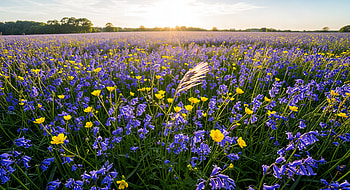 Flower Field at Sunrise – Vibrant Bloom, flower field, wildflower, meadow, bluebell, nature HD wallpaper