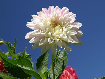 Elegant Beauty !, elegant, white, beauty, flower HD wallpaper