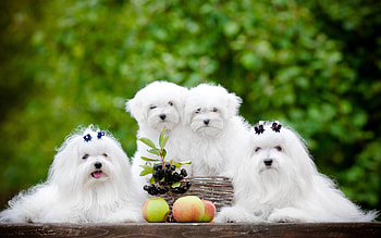 Family, Bolognese Dog HD wallpaper