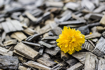 Flowers, Flower, Wood, Wooden, Bud HD wallpaper