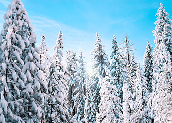 Winter, Nature, Trees, Ate HD wallpaper