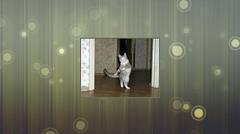 Graceful Dancing Cat, Cat, dancing, feline, graceful HD wallpaper