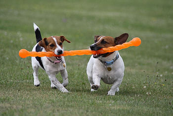 Animals, Dogs, Grass, Couple, Pair, Toy, Run Away, Run HD wallpaper