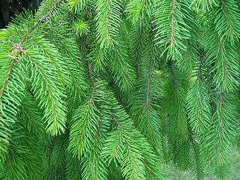 Plants, Background, Needle, Fir-Trees HD wallpaper