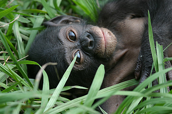 Bonobo conservation efforts, African wildlife HD wallpaper
