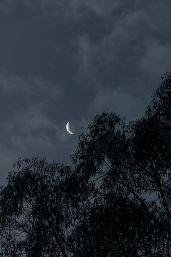 Nature, Trees, Moon, Branches, Evening HD phone wallpaper