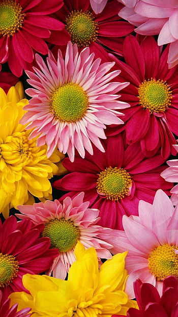 Flower , Gorgeous floral backdrop, Nature-inspired , Vibrant floral display HD phone wallpaper