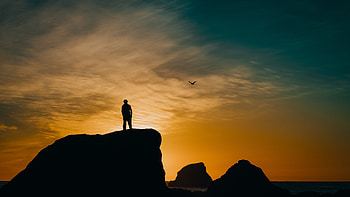 Sunset, Sea, Rocks, Dark, Silhouette, Bird HD wallpaper