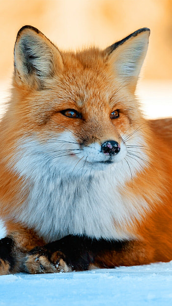 Fox , Awesome collection, , Stunning visuals HD phone wallpaper