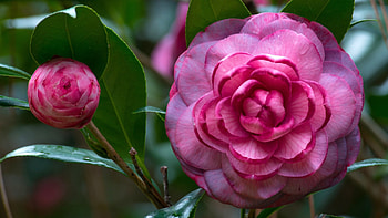 Pink camellia, Beautiful flower HD wallpaper