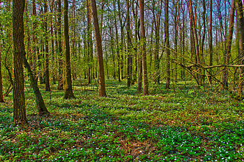 Landscape, Nature, Trees, Forest HD wallpaper