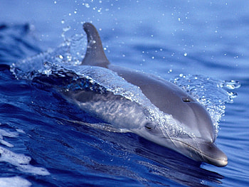 Animals, Water, Dolfins, Fishes HD wallpaper