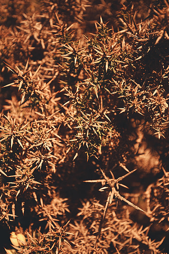 Bush, Plant, Macro, Branches, Thorns, Prickles HD phone wallpaper