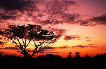 A majestic tree silhouetted against a dramatic sunset sky creates an enchanting natural scene. HD wallpaper